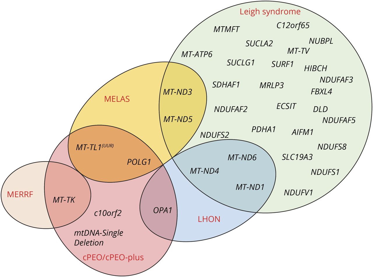 A diagram showing genes mutated in the mitochondrial syndromes studied, demonstrating the vast genetic variability of patients with mitochondrial diseases.